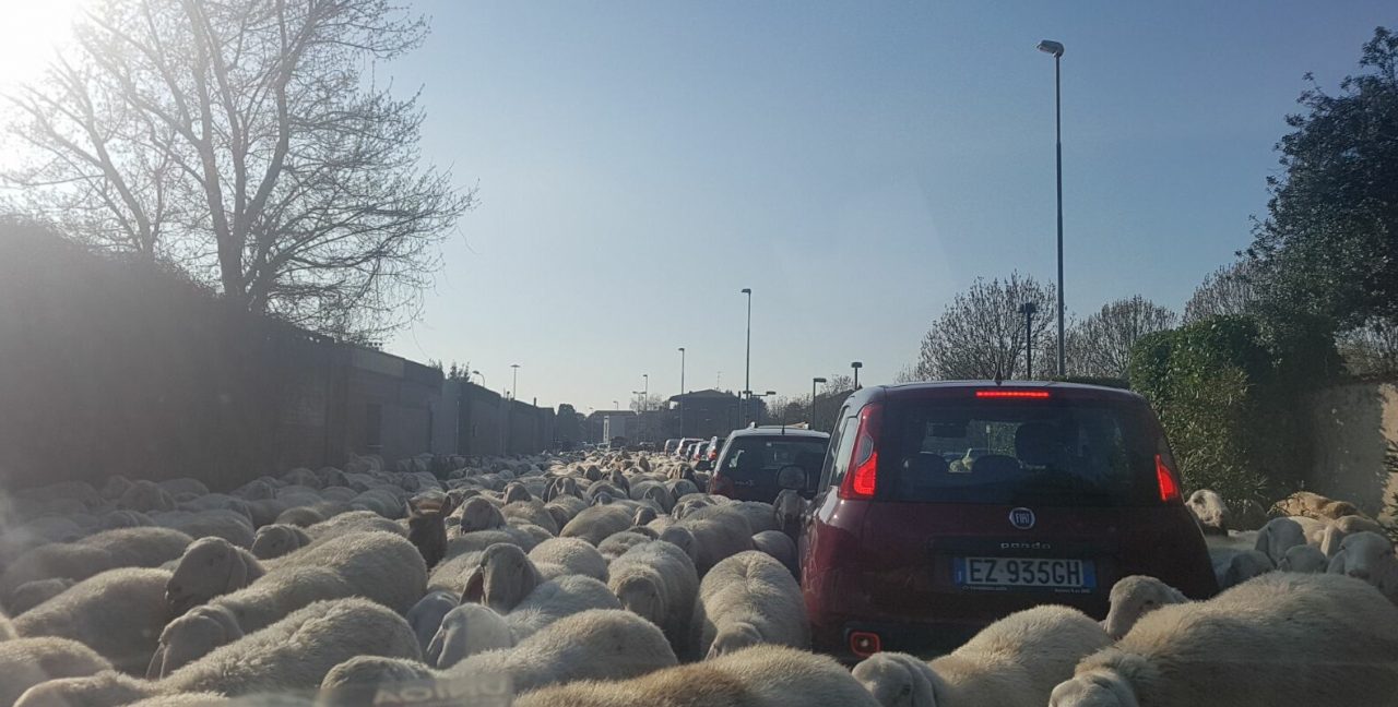 Automobilisti bloccati… dalle pecore VIDEO