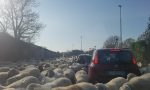 Automobilisti bloccati... dalle pecore VIDEO