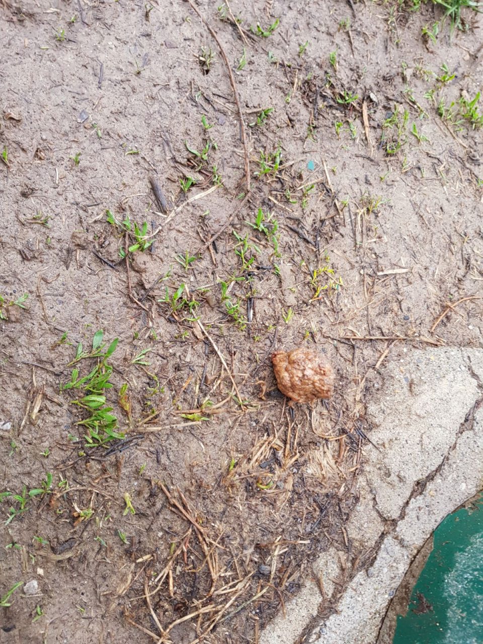 Cani avvelenati,  un cucciolo è già morto