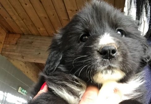 Cuccioli buttati in Tangenziale a Settimo: scatta la taglia