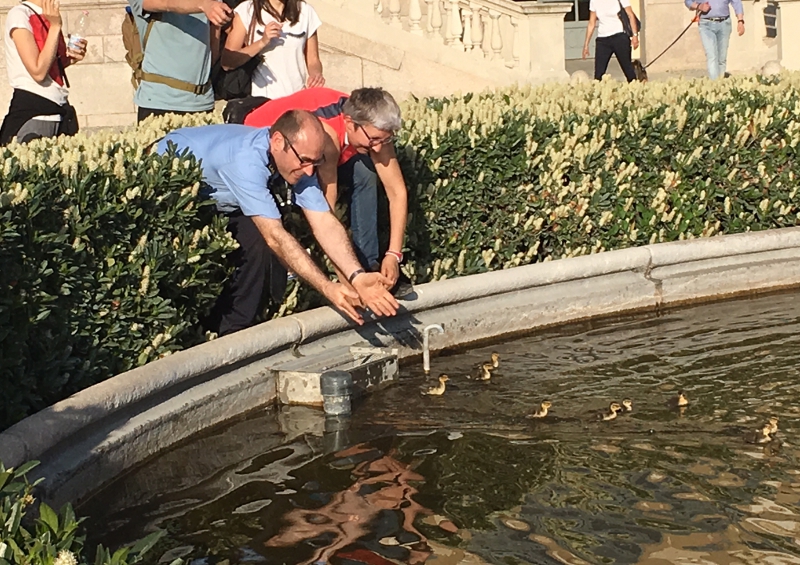 ENPA salva 9 germani in pericolo alla Villa Reale di Monza