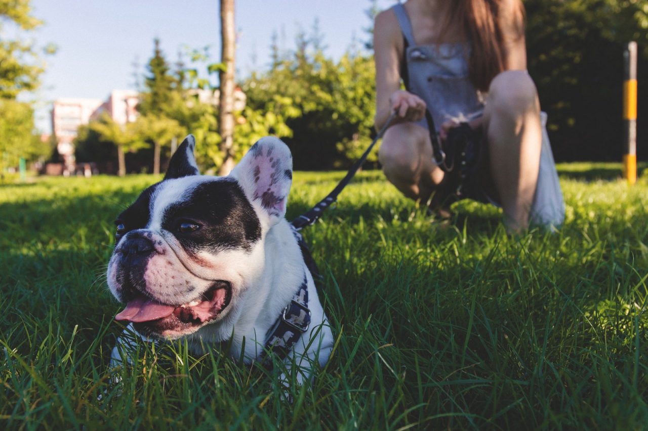 Cani senza guinzaglio al parco, fioccano le multe a Carate