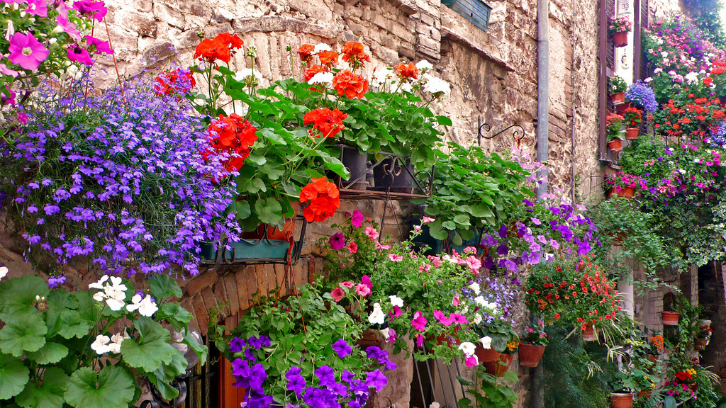 SanFru in festa si riempie di fiori