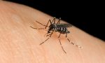 Segnalato un caso di Dengue ad Arcore, scatta la disinfestazione