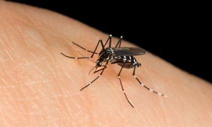 Sospetto caso di Dengue: operazioni di disinfestazione nell’area di via Zuccoli a Monza
