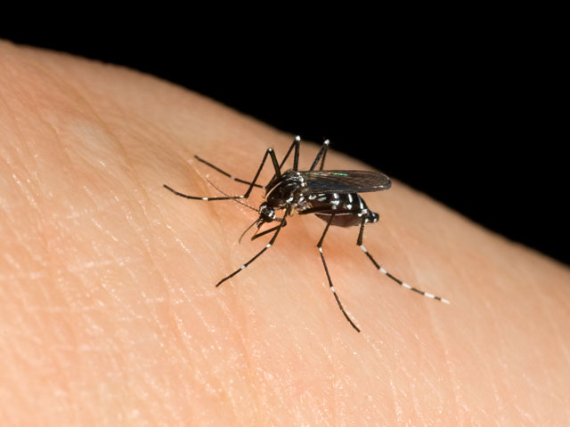 Febbre alta al rientro dall’Africa, sospetto caso di Dengue a Verano