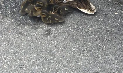 Anatroccoli a passeggio a Monza (LE FOTO)