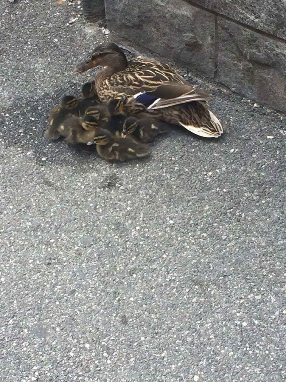 Anatroccoli a passeggio a Monza (LE FOTO)