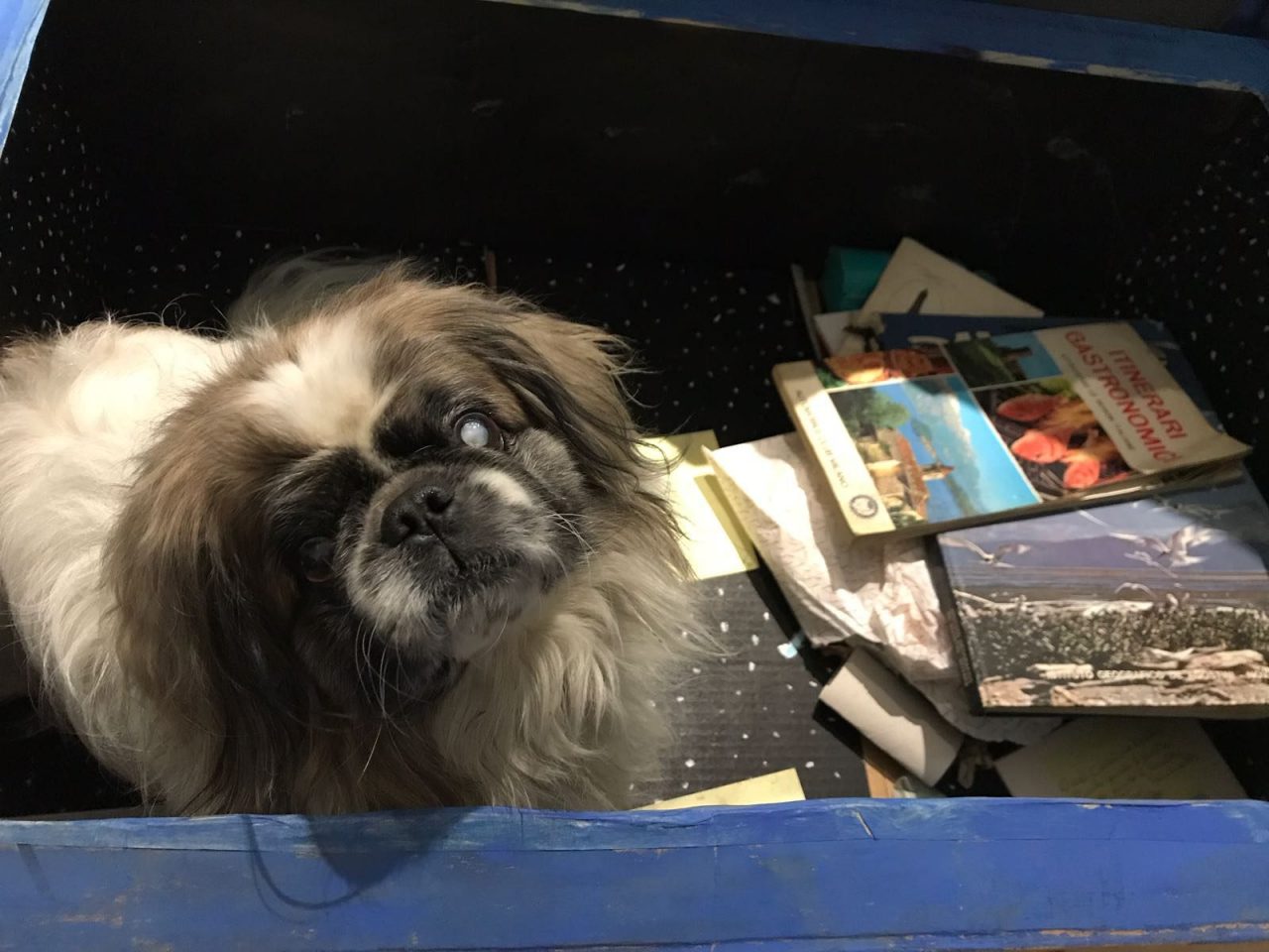 Azzannata mentre difende la sua cagnolina cieca, 16enne finisce in ospedale
