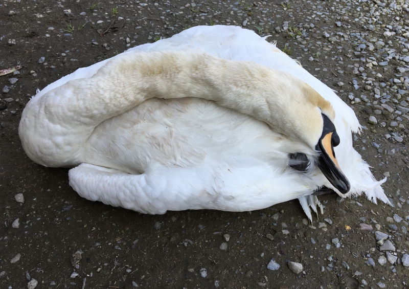 Altro cigno morto nel Parco