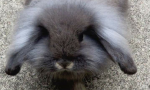 SOS conigli e animali esotici, a Brugherio gli esperti spiegano come accoglierli in casa