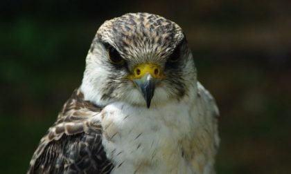 Falco pellegrino e lodolaio soccorsi da Enpa