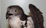 Lieto fine per il falco trovato stordito in strada