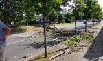 Albero in mezzo alla strada: traffico bloccato