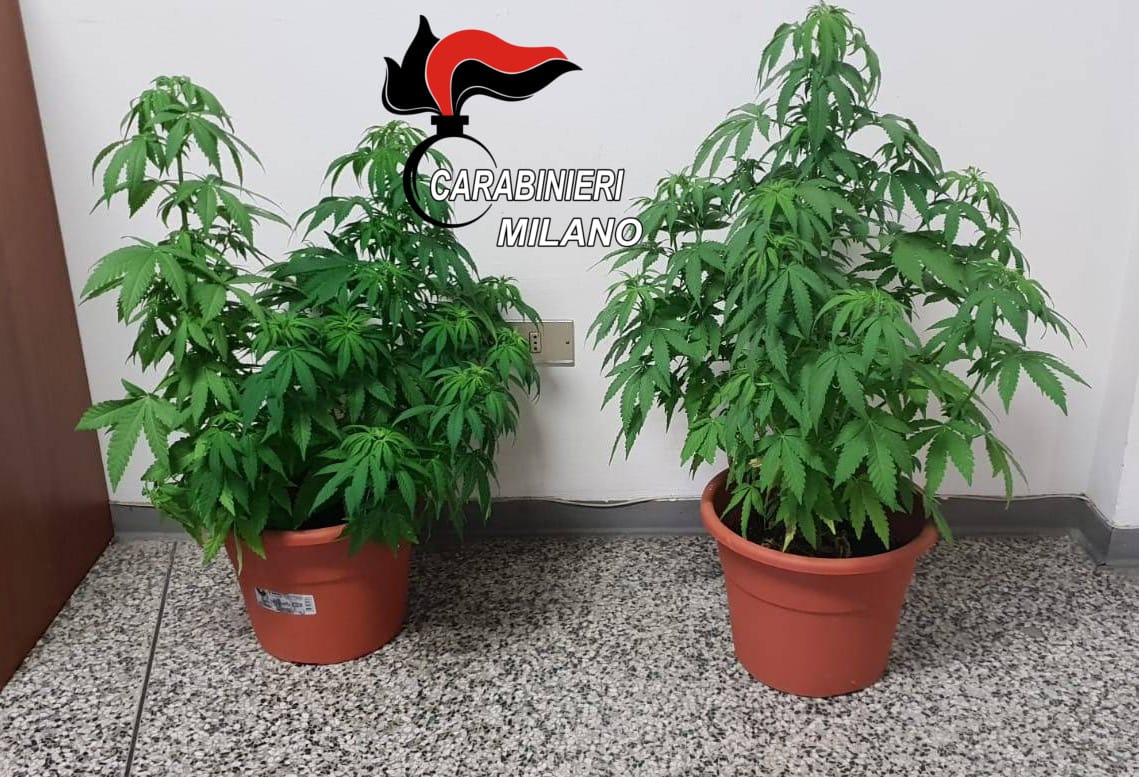 20enne denunciato per produzione e spaccio di marijuana