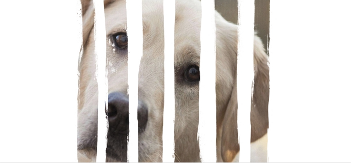 Monza, arrivano nuovi fondi contro l’abbandono degli animali