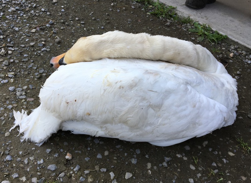Cigno trovato senza vita L’ESITO DELL’AUTOPSIA