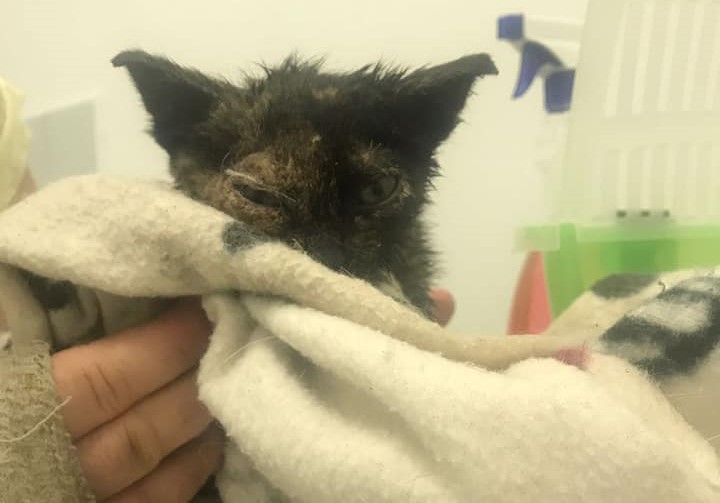 Gattina incastrata in un tubo salvata dai pompieri
