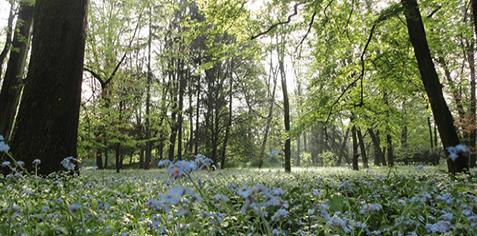 Parco, sì ai cani e divieto di fumo