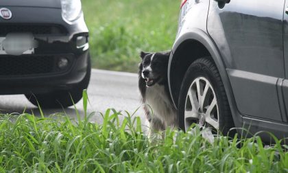 Il cane veglia il suo padrone morto nell'incidente