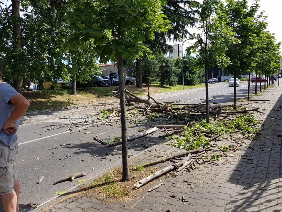 Tragedia sfiorata: alberi morti, parte l’abbattimento