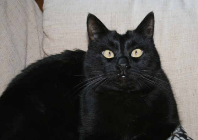 Casa allagata, a dare l’allarme è… il gatto