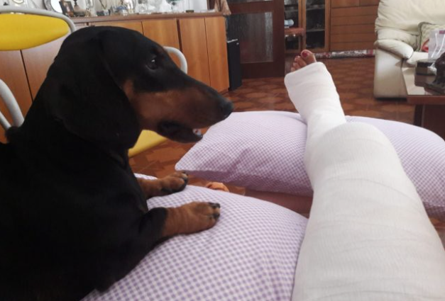 Cagnolina va a cercare aiuto per soccorrere la padrona investita