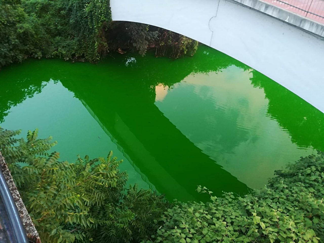 Il Lambro stamattina è… verde