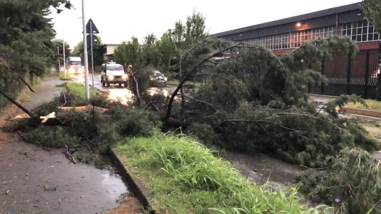Due alberi caduti in strada