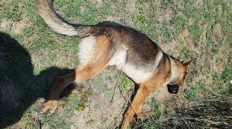 La lettera del consigliere Puglisi per Kaos, il cane avvelenato