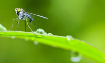Desio: c'è una nuova ordinanza per la lotta alle zanzare