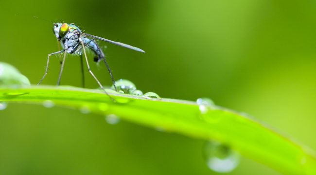 Desio: c’è una nuova ordinanza per la lotta alle zanzare