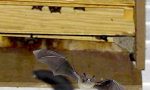 Il Comune dichiara guerra alle zanzare anche con le bat box
