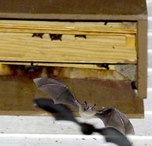 Il Comune dichiara guerra alle zanzare anche con le bat box