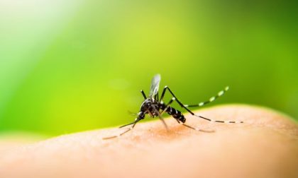 Zanzara Dengue: disinfestazione straordinaria