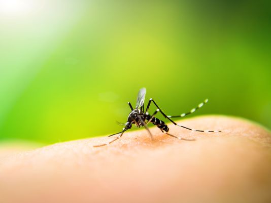 A Villasanta due casi di virus West Nile: da stasera la disinfestazione