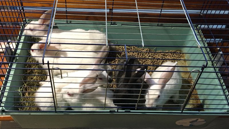 Trovati sei conigli in stazione: ora sono al sicuro all’Enpa