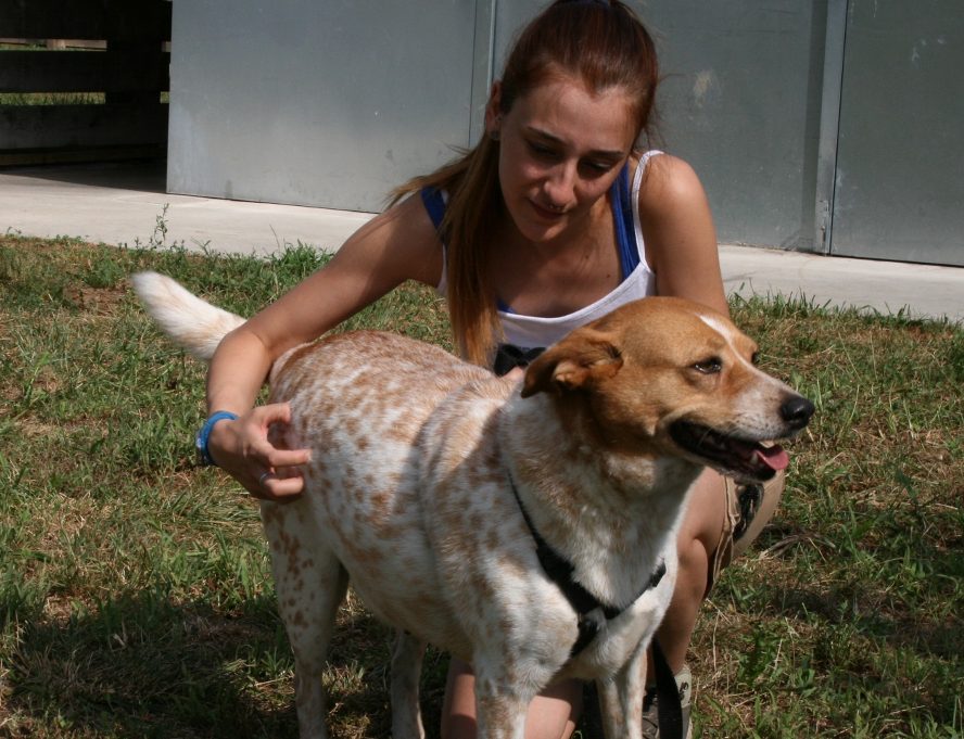 Due cani sfuggiti al rogo cercano padrone