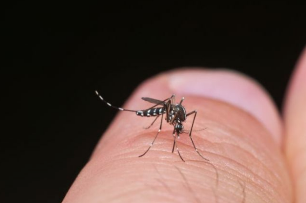 Ats Brianza fa chiarezza sul virus West Nile: domande e risposte ai dubbi più comuni