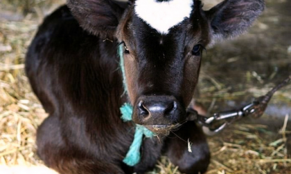 Troppo caldo: a Lesmo preoccupazione per i vitellini