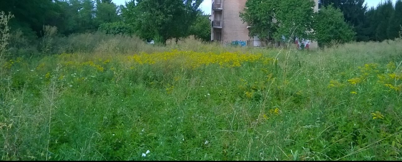 Ambrosia, ecco i periodi per lo sfalcio a Monza
