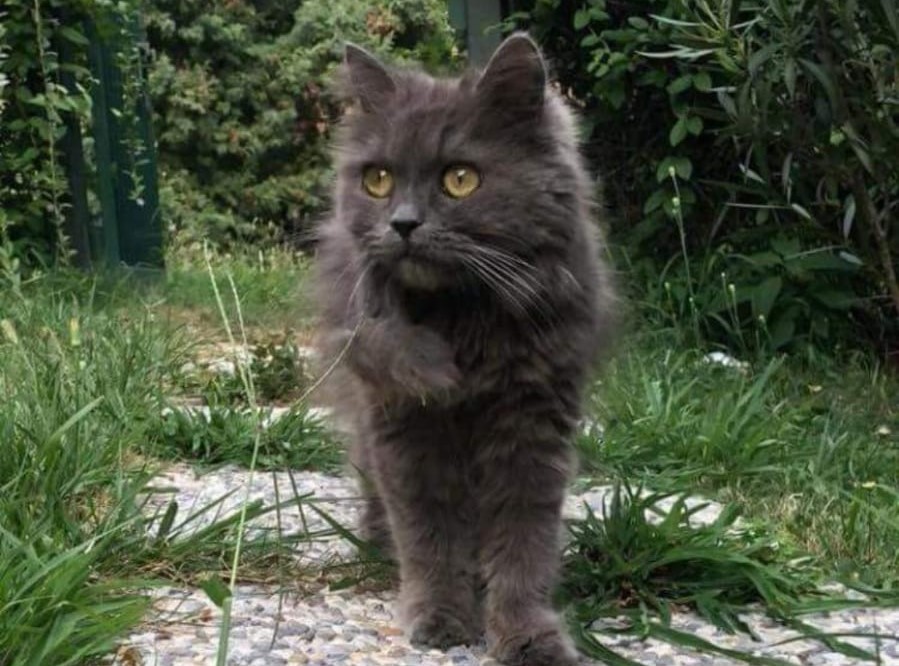 Ex Macello: lavori in corso per la nuova oasi felina