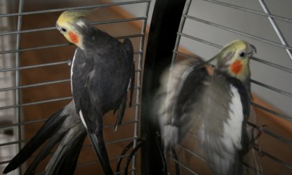 Uccelli maltrattati e abbandonati