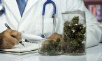 Cannabis terapeutica, cure gratuite in Lombardia