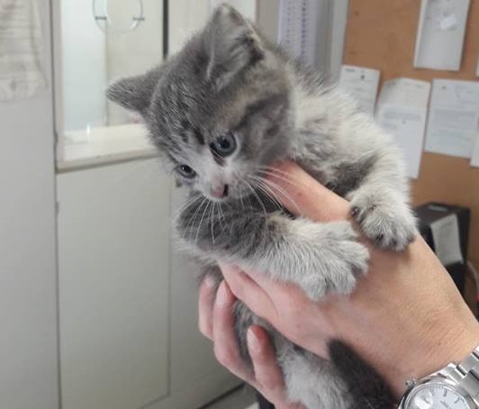 Gattino intrappolato nel vano motore dell’auto