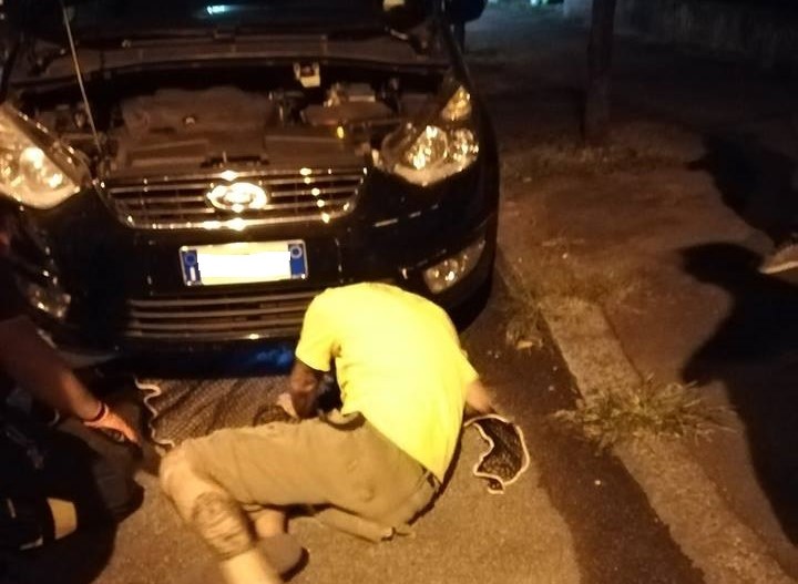 Gattino incastrato nel motore di un’auto: è salvo