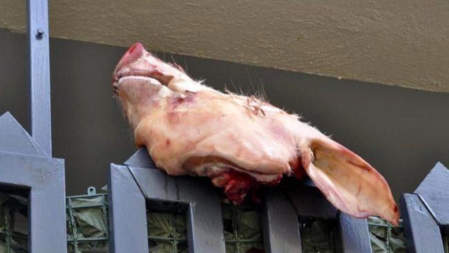 Testa di maiale fuori dalla sede del Pd di Capriate