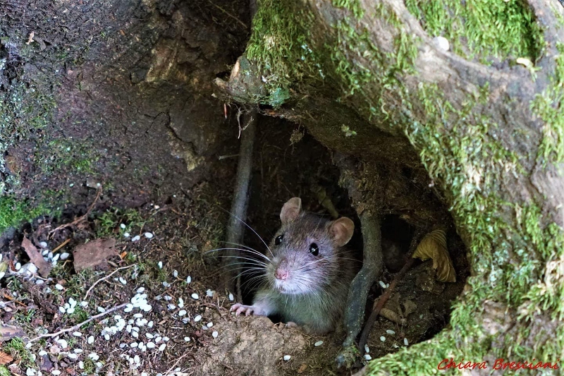 Derattizzazione nel Parco: “Nessun pericolo per gli altri animali”