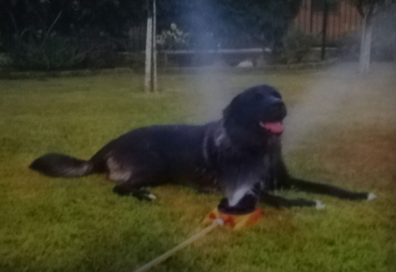 Cane morto dopo un giorno passato in pensione