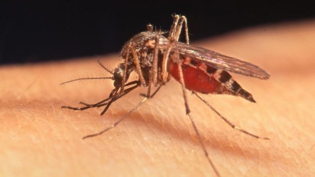 Caso di West Nile, scatta la disinfestazione